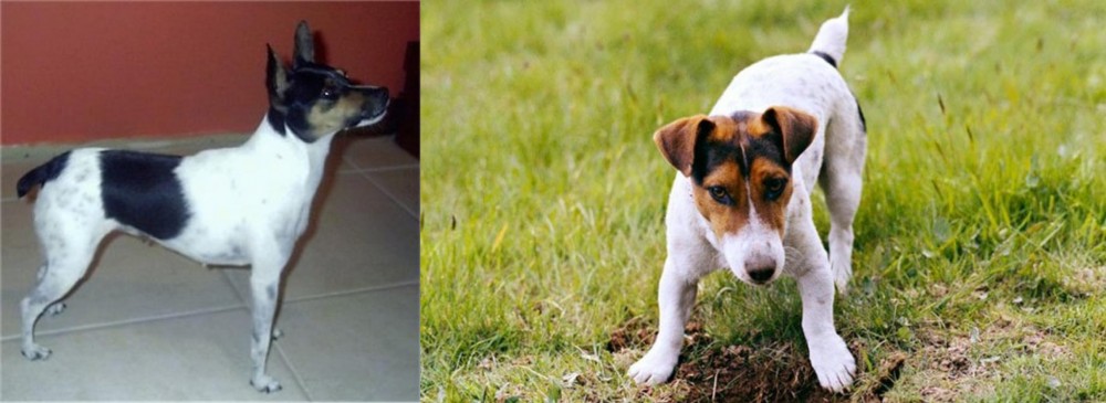 Russell Terrier vs Miniature Fox Terrier - Breed Comparison
