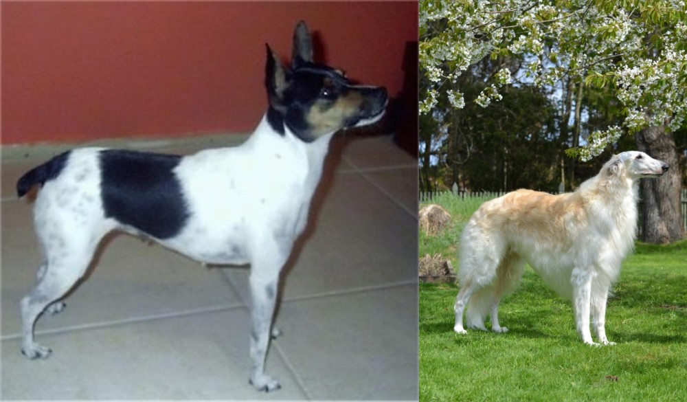 Russian Hound vs Miniature Fox Terrier - Breed Comparison