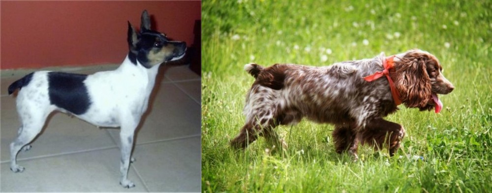 Russian Spaniel vs Miniature Fox Terrier - Breed Comparison