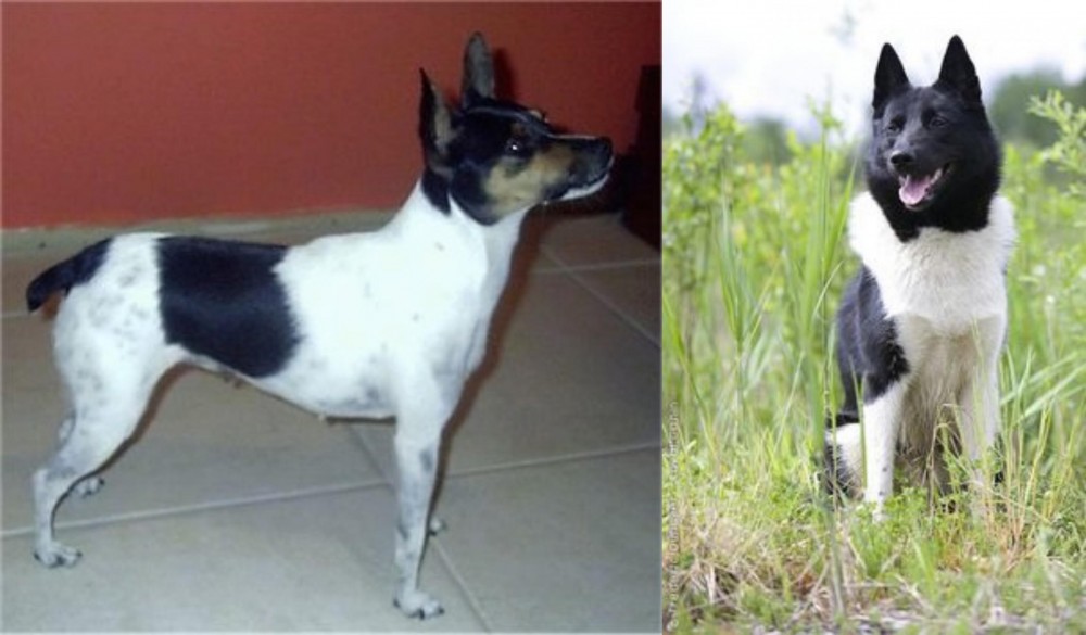 Russo-European Laika vs Miniature Fox Terrier - Breed Comparison