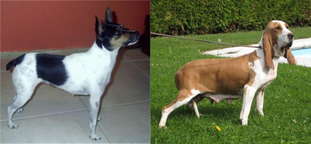Sabueso Espanol vs Miniature Fox Terrier - Breed Comparison