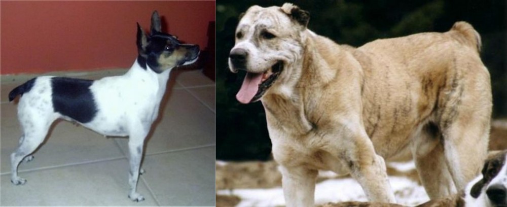 Sage Koochee vs Miniature Fox Terrier - Breed Comparison