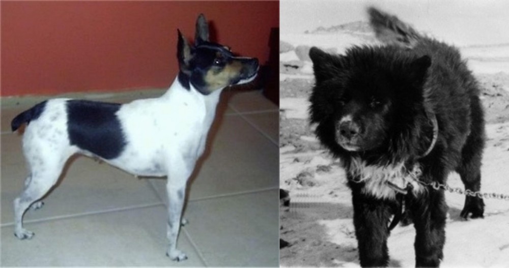 Sakhalin Husky vs Miniature Fox Terrier - Breed Comparison