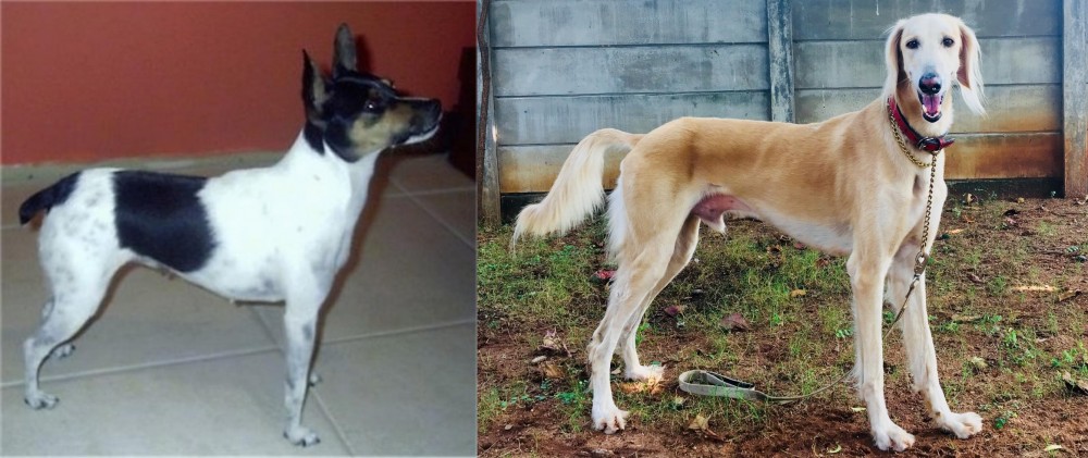 Saluki vs Miniature Fox Terrier - Breed Comparison
