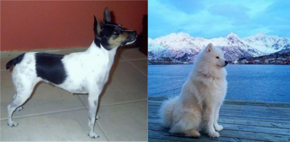 Samoyed vs Miniature Fox Terrier - Breed Comparison