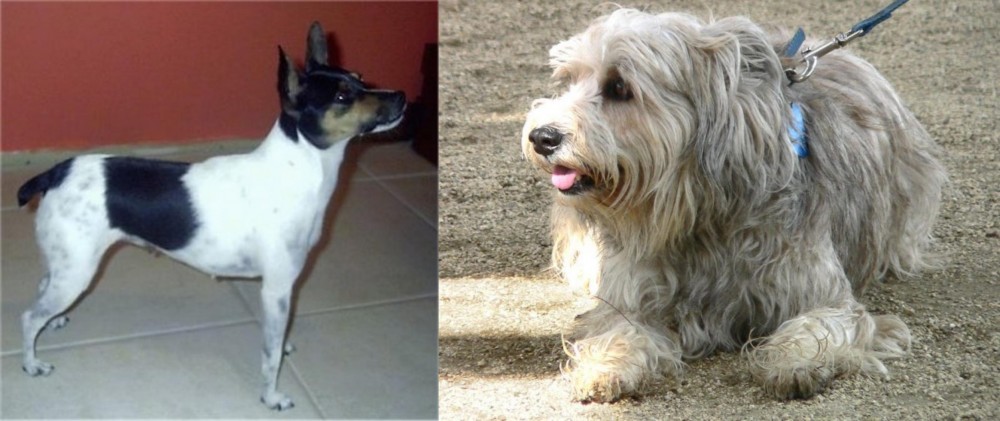 Sapsali vs Miniature Fox Terrier - Breed Comparison