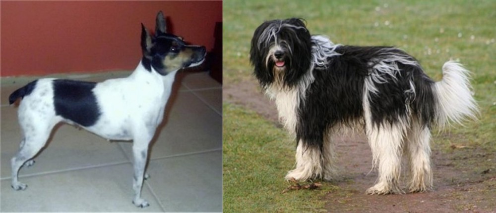 Schapendoes vs Miniature Fox Terrier - Breed Comparison