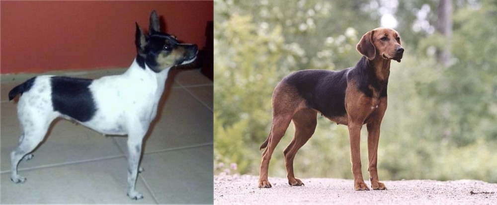 Schillerstovare vs Miniature Fox Terrier - Breed Comparison