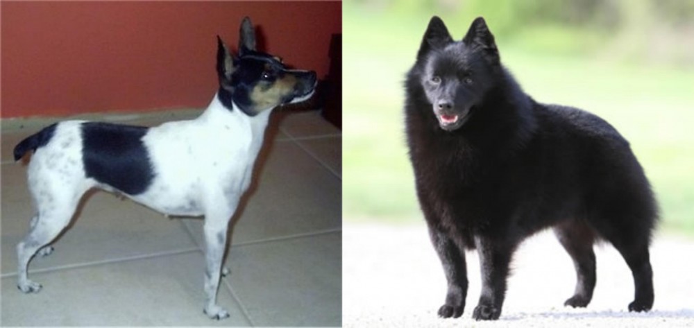 Schipperke vs Miniature Fox Terrier - Breed Comparison