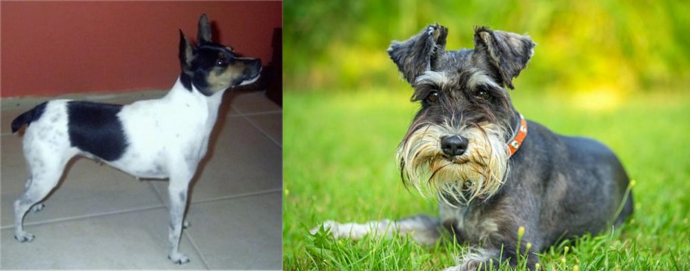 Schnauzer vs Miniature Fox Terrier - Breed Comparison