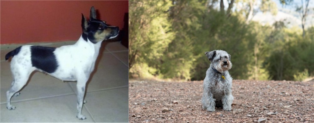 Schnoodle vs Miniature Fox Terrier - Breed Comparison