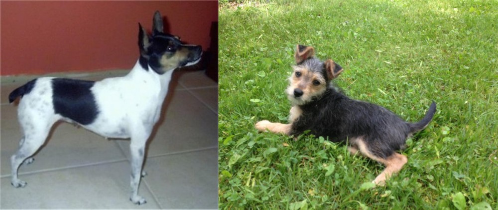Schnorkie vs Miniature Fox Terrier - Breed Comparison