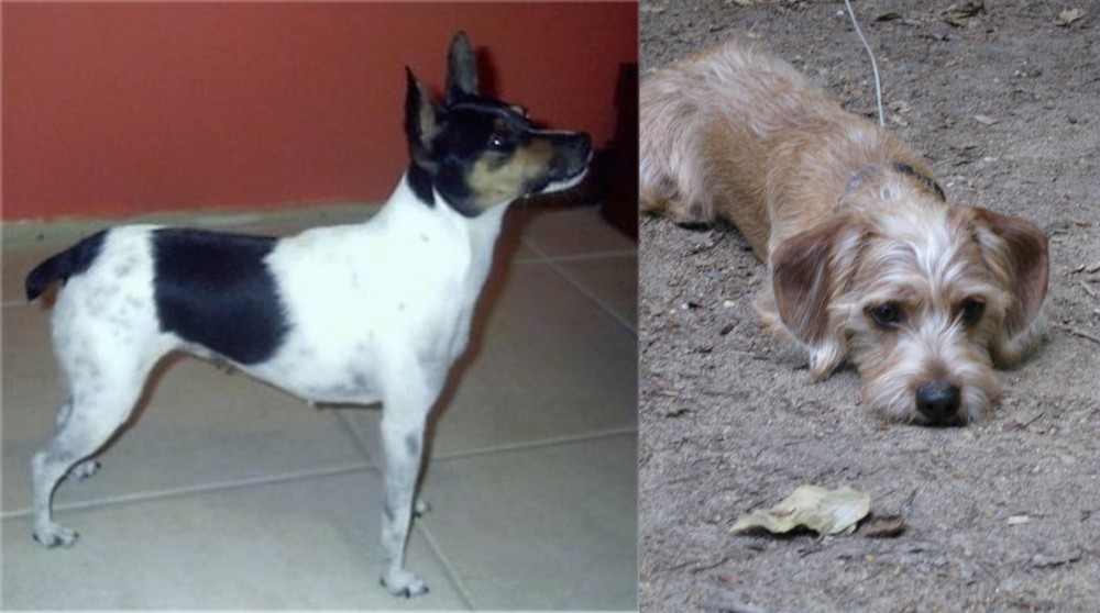 Schweenie vs Miniature Fox Terrier - Breed Comparison