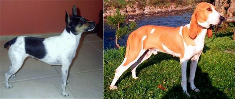 Schweizer Laufhund vs Miniature Fox Terrier - Breed Comparison