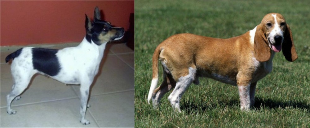 Schweizer Niederlaufhund vs Miniature Fox Terrier - Breed Comparison