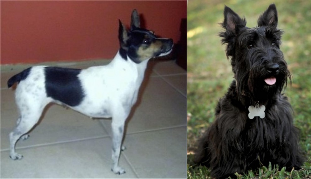 Scoland Terrier vs Miniature Fox Terrier - Breed Comparison