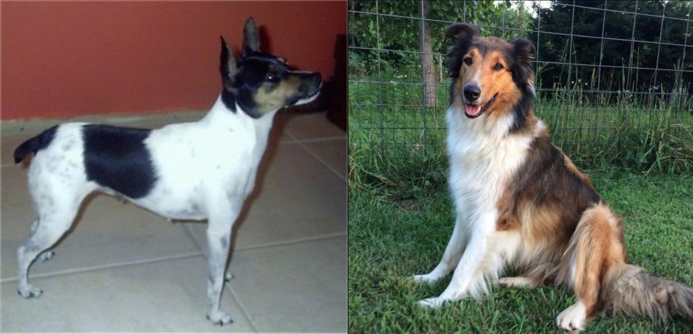 Scotch Collie vs Miniature Fox Terrier - Breed Comparison