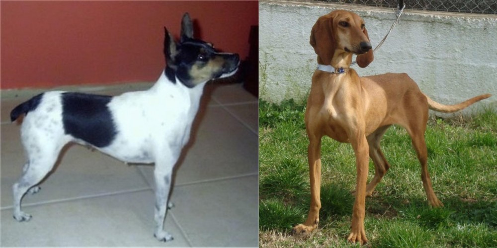 Segugio Italiano vs Miniature Fox Terrier - Breed Comparison