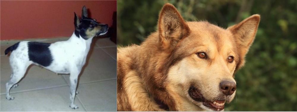 Seppala Siberian Sleddog vs Miniature Fox Terrier - Breed Comparison