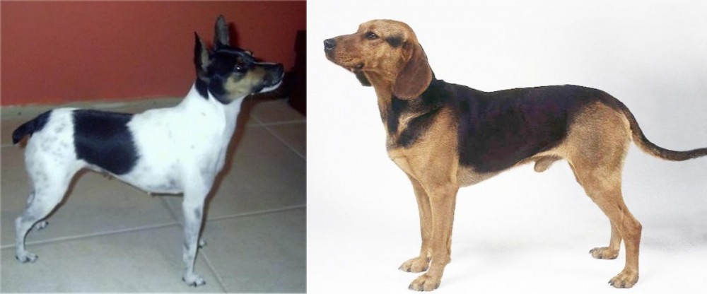 Serbian Hound vs Miniature Fox Terrier - Breed Comparison