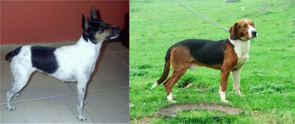 Serbian Tricolour Hound vs Miniature Fox Terrier - Breed Comparison