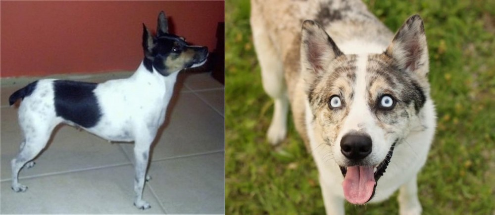 Shepherd Husky vs Miniature Fox Terrier - Breed Comparison