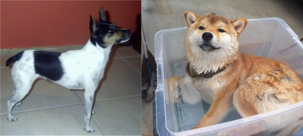 Shiba Inu vs Miniature Fox Terrier - Breed Comparison