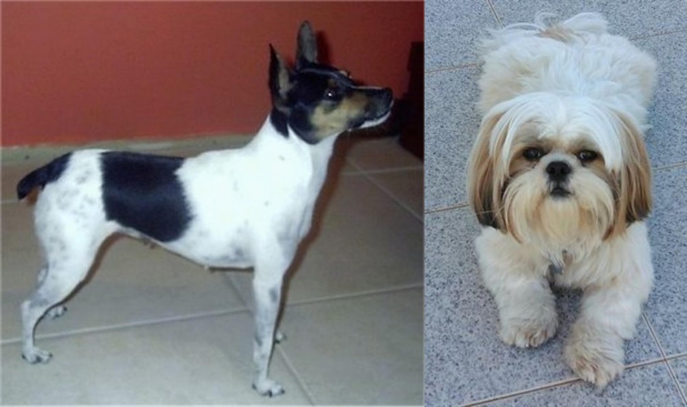 Shih Tzu vs Miniature Fox Terrier - Breed Comparison