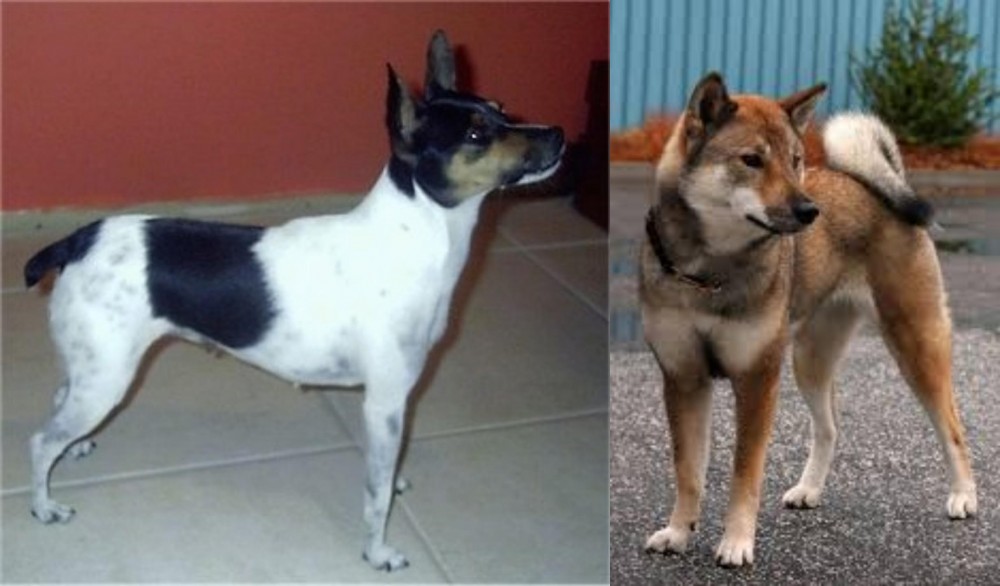 Shikoku vs Miniature Fox Terrier - Breed Comparison
