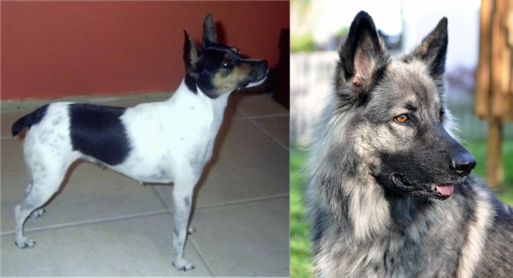 Shiloh Shepherd vs Miniature Fox Terrier - Breed Comparison