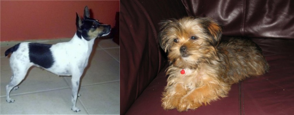 Shorkie vs Miniature Fox Terrier - Breed Comparison