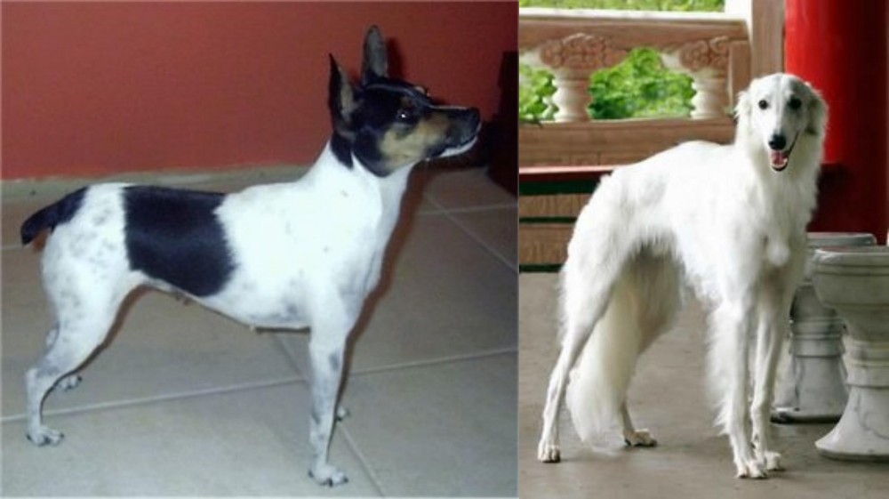 Silken Windhound vs Miniature Fox Terrier - Breed Comparison