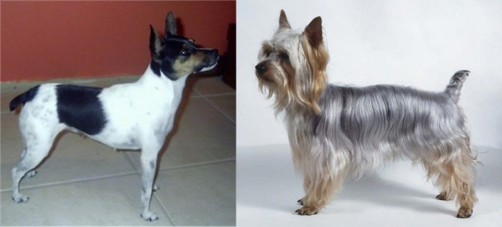 Silky Terrier vs Miniature Fox Terrier - Breed Comparison