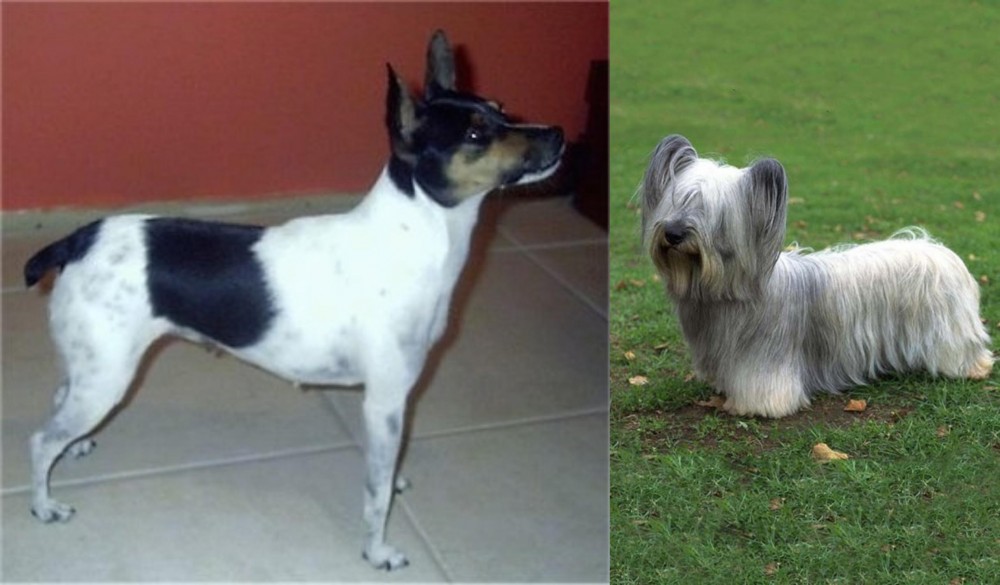 Skye Terrier vs Miniature Fox Terrier - Breed Comparison
