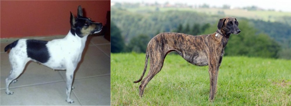 Sloughi vs Miniature Fox Terrier - Breed Comparison