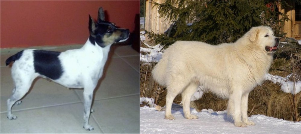 Slovak Cuvac vs Miniature Fox Terrier - Breed Comparison