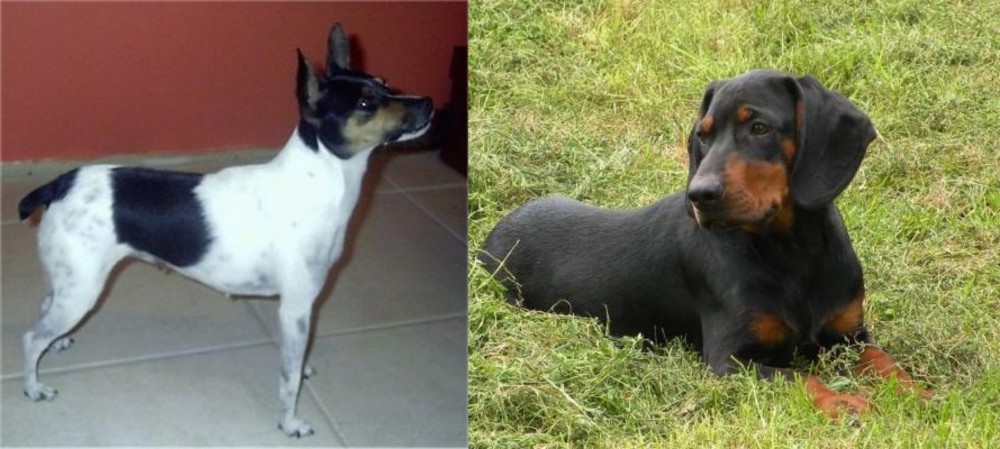 Slovakian Hound vs Miniature Fox Terrier - Breed Comparison