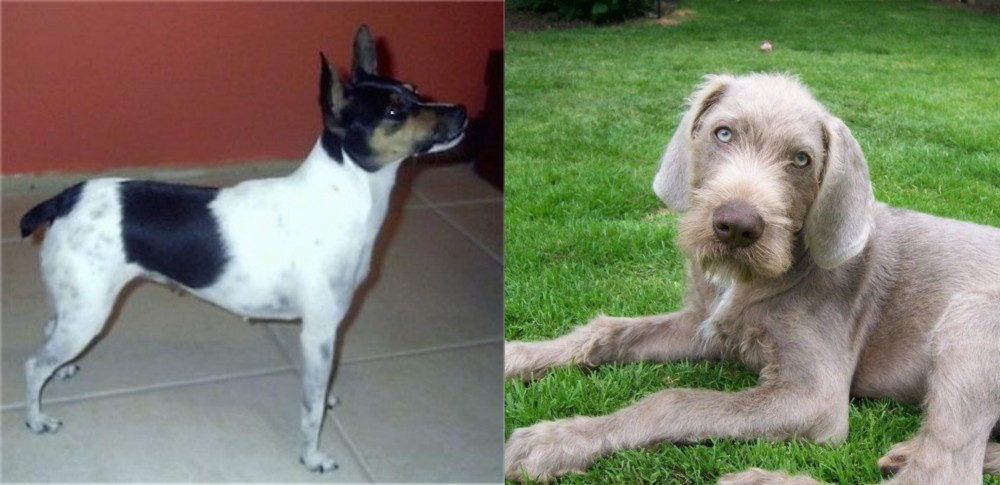 Slovakian Rough Haired Pointer vs Miniature Fox Terrier - Breed Comparison