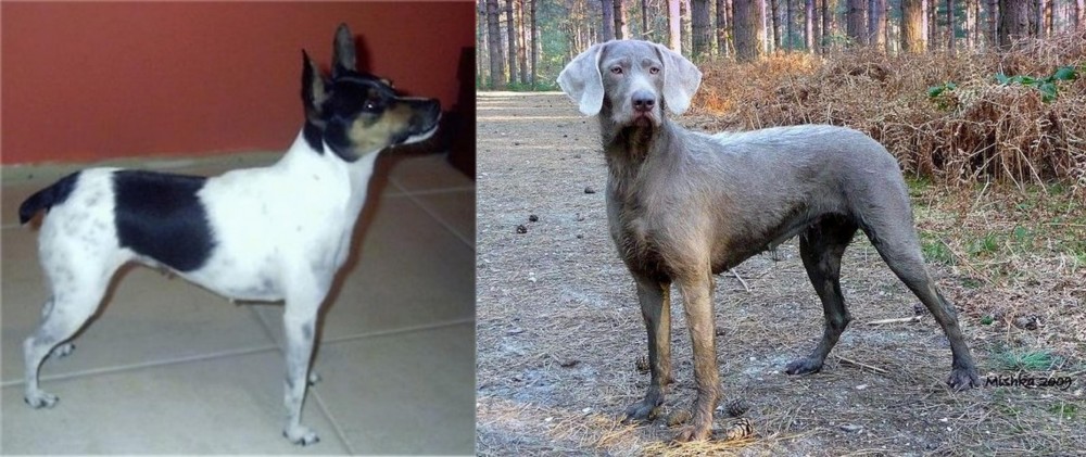Slovensky Hrubosrsty Stavac vs Miniature Fox Terrier - Breed Comparison