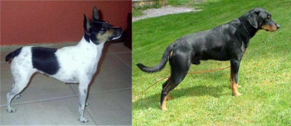 Smalandsstovare vs Miniature Fox Terrier - Breed Comparison