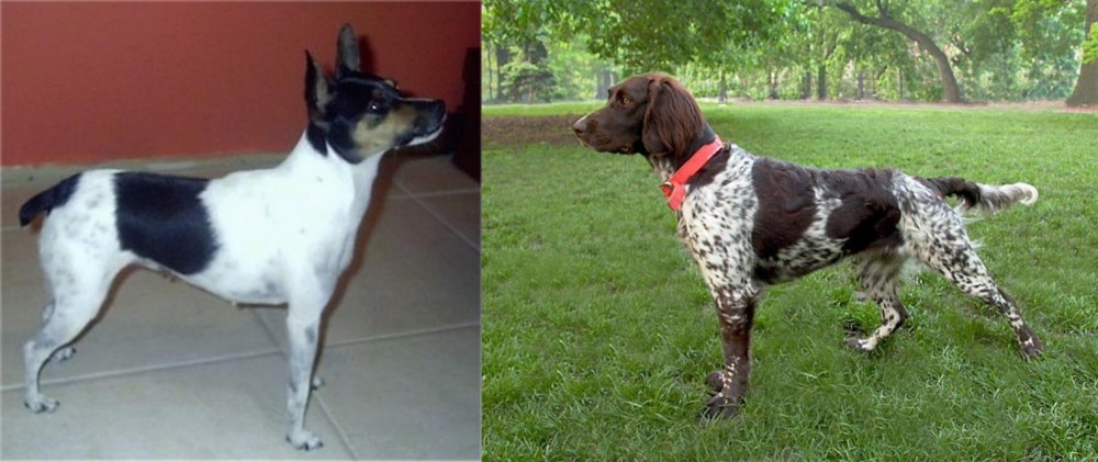 Small Munsterlander vs Miniature Fox Terrier - Breed Comparison