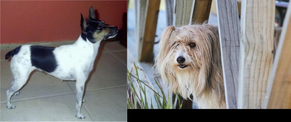 Smithfield vs Miniature Fox Terrier - Breed Comparison