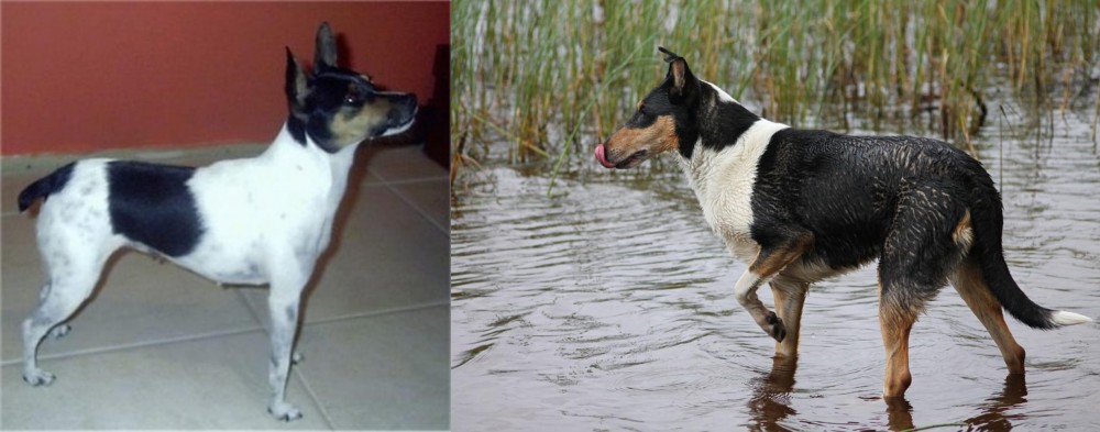 Smooth Collie vs Miniature Fox Terrier - Breed Comparison