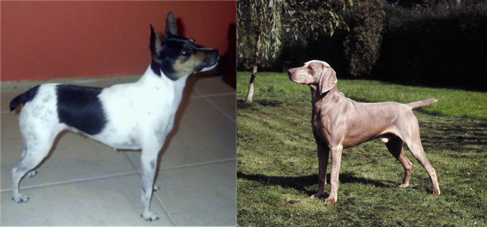Smooth Haired Weimaraner vs Miniature Fox Terrier - Breed Comparison