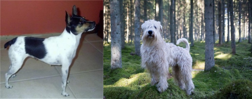 Soft-Coated Wheaten Terrier vs Miniature Fox Terrier - Breed Comparison