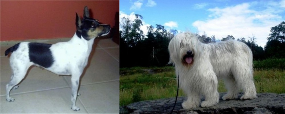 South Russian Ovcharka vs Miniature Fox Terrier - Breed Comparison