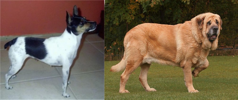 Spanish Mastiff vs Miniature Fox Terrier - Breed Comparison