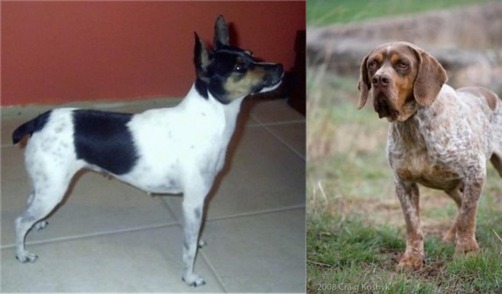 Spanish Pointer vs Miniature Fox Terrier - Breed Comparison