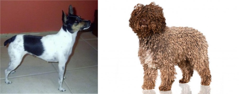 Spanish Water Dog vs Miniature Fox Terrier - Breed Comparison