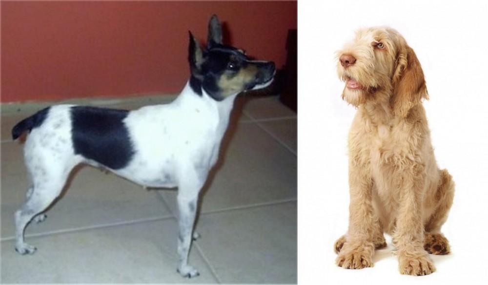 Spinone Italiano vs Miniature Fox Terrier - Breed Comparison